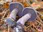 Sötétlila pókhálósgomba (Cortinarius violaceus), Őrség